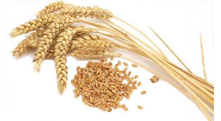 Wheat sowing increases 0.6% in Punjab, 0.2% in Sindh 