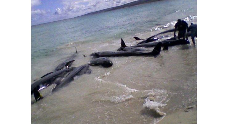 More than 80 false killer whales die off Florida coast 
