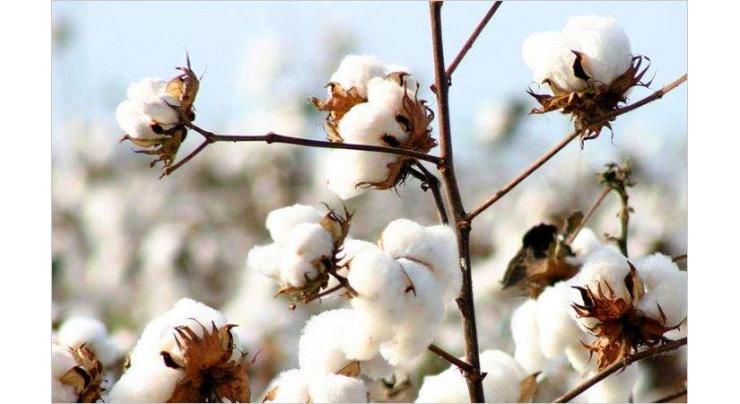 10.5m cotton bales reach ginneries, arrivals up by 11 pc 