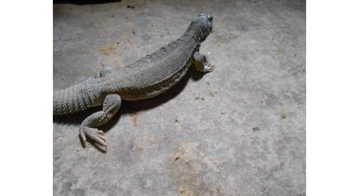 District wildlife department seizes 48 pointed tailed lizards 