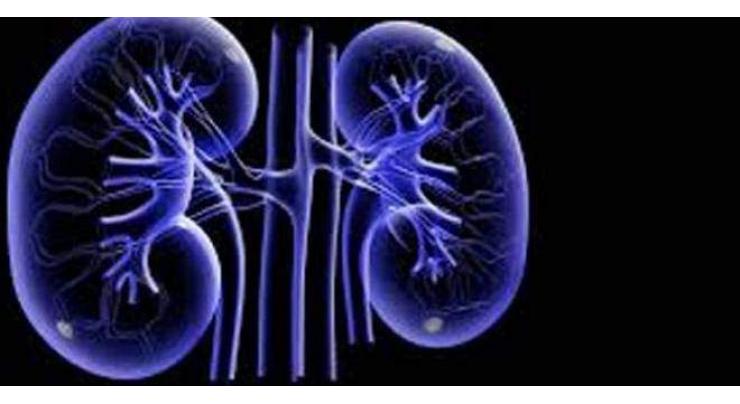 Low protein levels may up kidney function decline in elderly 