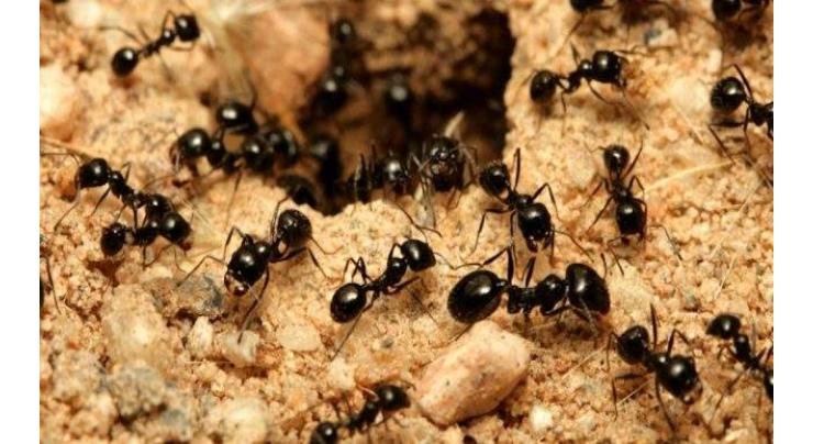 Ants are expert navigators, even walking backwards: scientists 