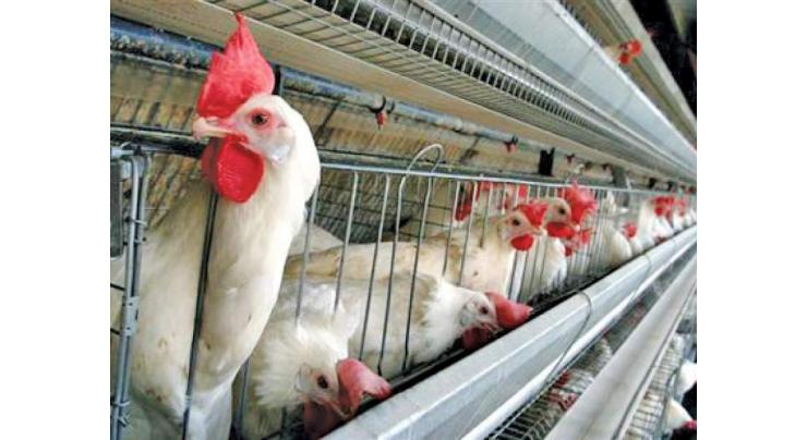 Govt urged to shift poultry market from city 