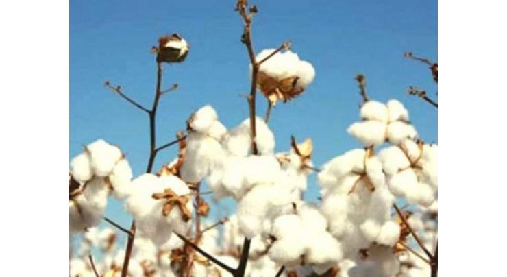 China's cooperation in cotton sector will be game changer: Dr Sagher 