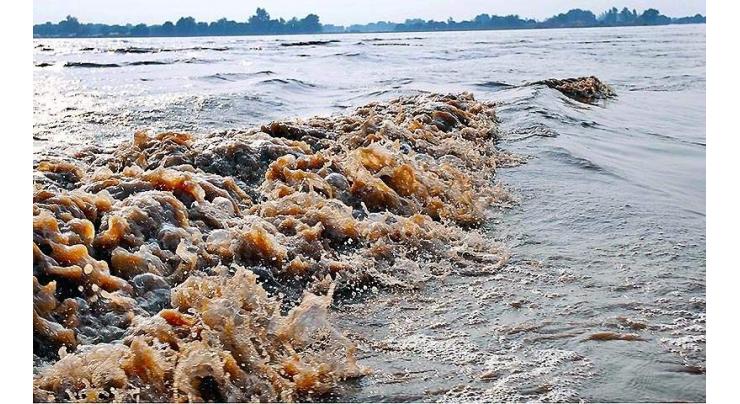 Sewerage water affecting fish in river Chenab 