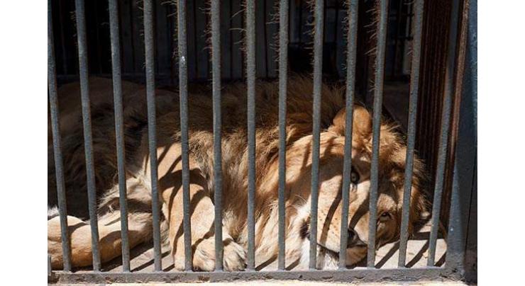 Man killed by lions in Chinese zoo