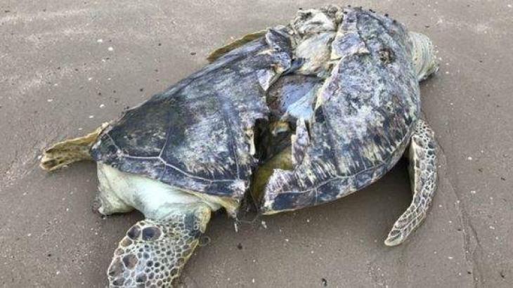 Sea Turtle With Sliced Shell Found Dead On Singapore Beach - UrduPoint