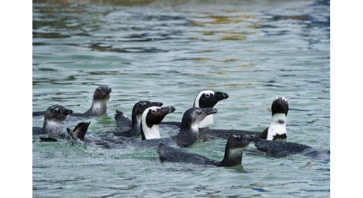 Climate change adds to pressures on endangered African penguins: study 