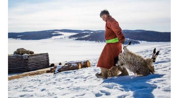 Mongolia herders face dreaded 'dzud' losses: Red Cross 