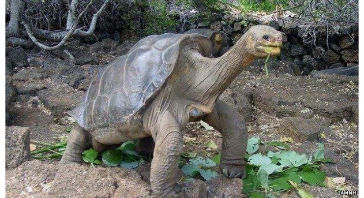 Body of tortoise 'Lonesome George' returned to Galapagos Islands 