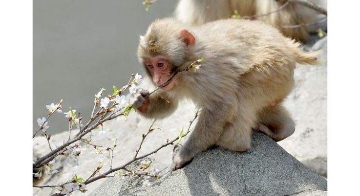 Japan zoo culls 57 monkeys carrying 'invasive' genes 