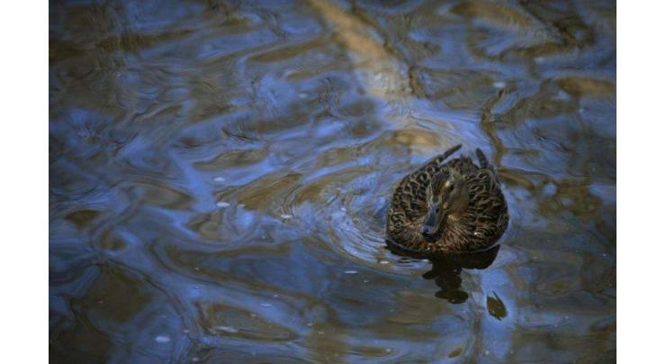 Spain to cull 17,000 ducks as bird flu hits 