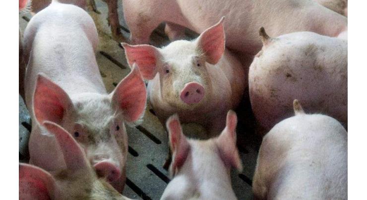 Pigs with edited genes show resistance to costly virus 