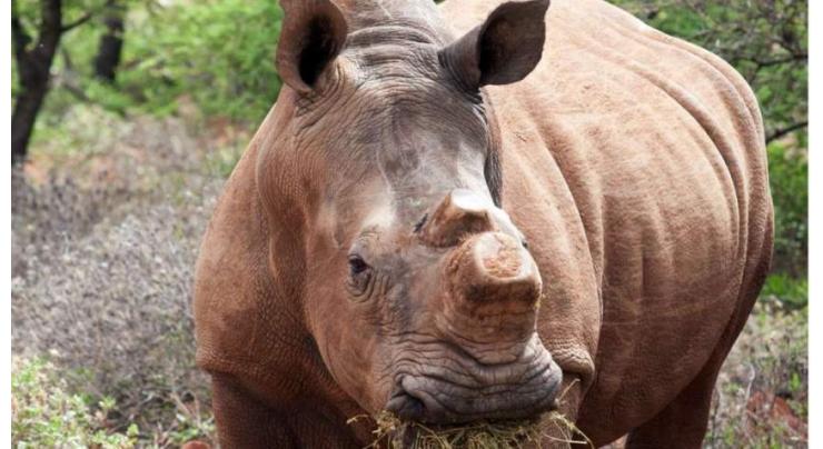 White rhino killed by poachers at French zoo 