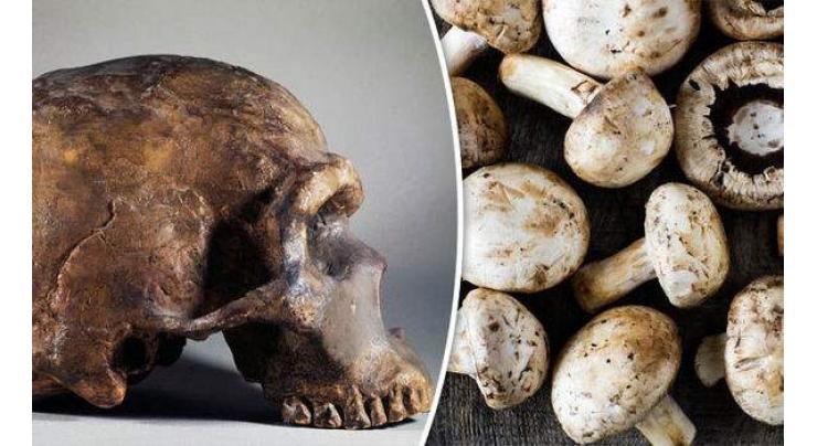 Neanderthal used 'aspirin' for tooth pain: study 