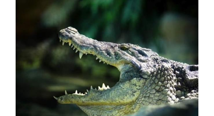 Mozambican footballer killed in croc attack 