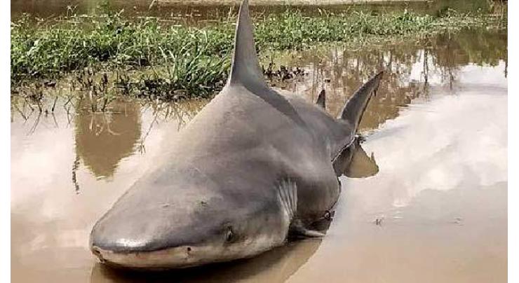 Sharknado: Australia warns of snakes, crocs and sharks in floods 