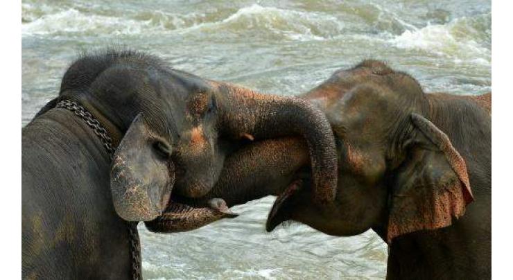 Sri Lanka overturns ban on adopting elephants 
