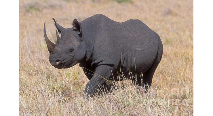 Black rhinos to come back home to Rwanda 