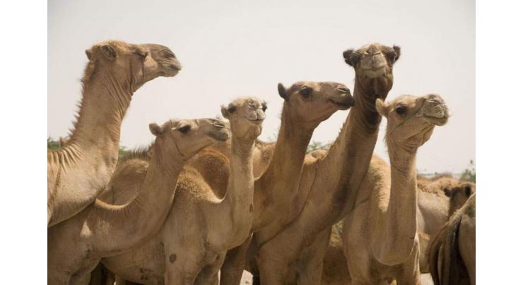 Camel rearers to get Khidmat cards,vaccination of 5,000 camels 