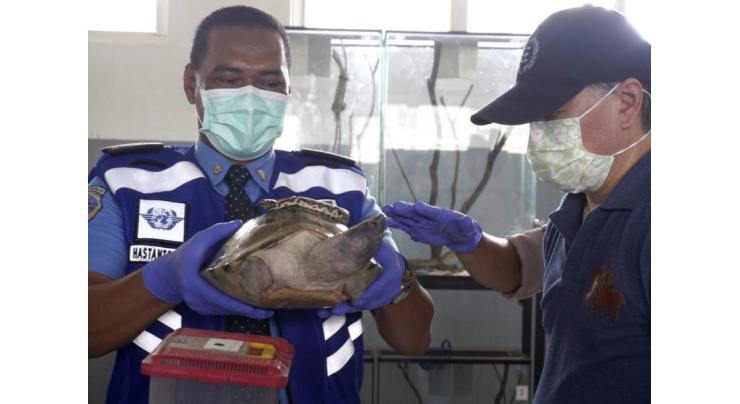 Japanese man held for wildlife smuggling in Indonesia 
