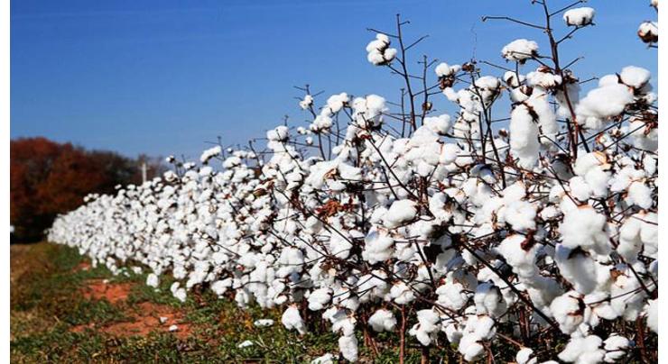 Govt should take measures to enhance cotton production: PBIF 