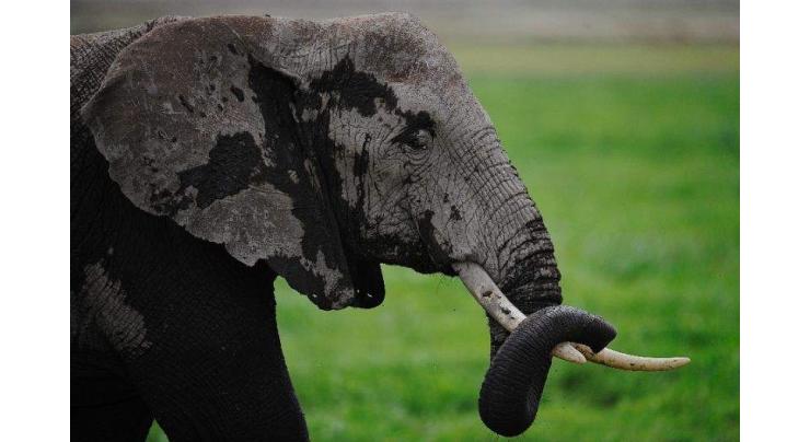 Elephant crushes S.African hunter to death: reports 
