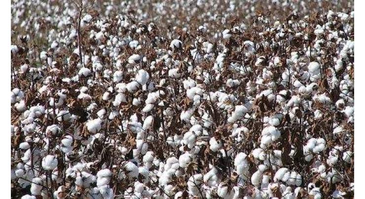 Cotton cultivation must be completed by May-end 