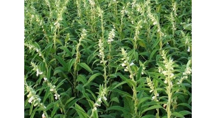 Farmers advised to start sesame cultivation 