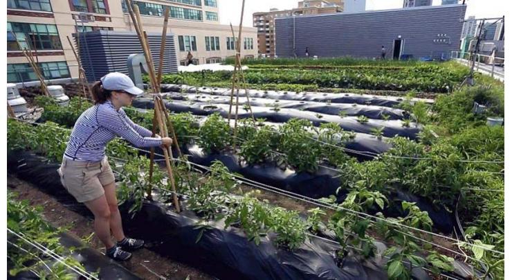 Canadian supermarket offers produce from its rooftop garden 