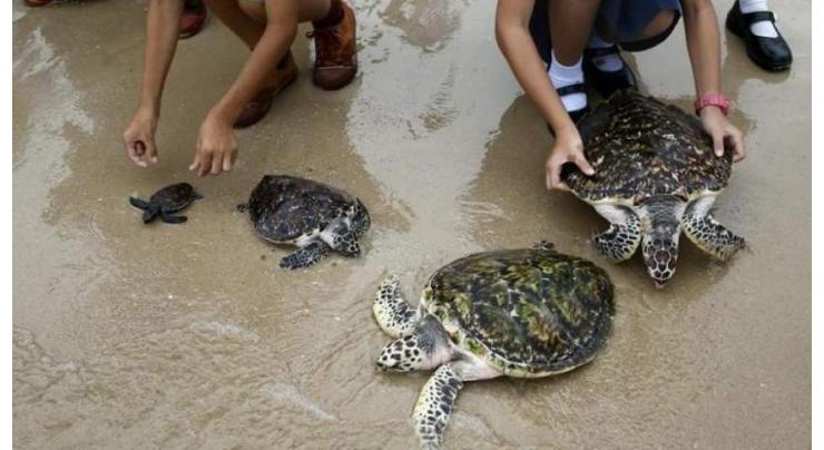 Thais free 1,066 turtles to celebrate King's birthday 