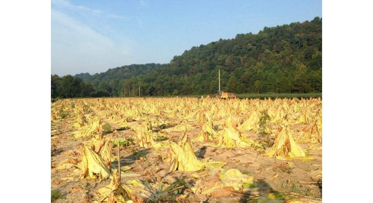 System developed to improve tobacco crop area 