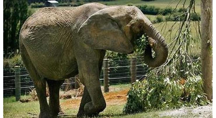 Hunter fells elephant that killed 15 in India 
