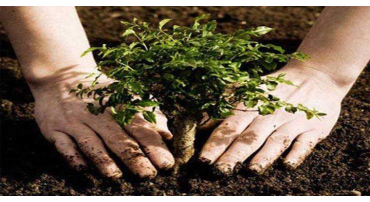 Commissioner chairs meeting on tree plantation drive 