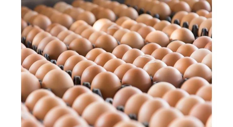 Dutch ministers quizzed over tainted egg scandal 
