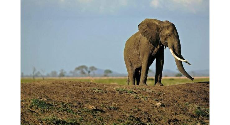 Two killed by elephants in southern Tanzania. 