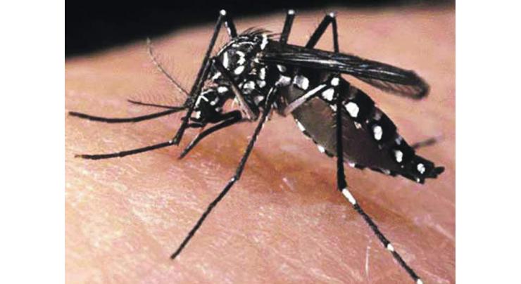 43 dengue cases reported from federal capital so far 