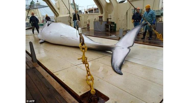 Sea Shepherd pulls plug on Japan whale hunt 