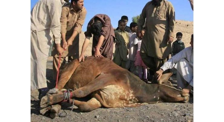 People urge TMA to rid city of animal remains 