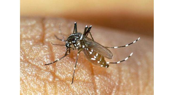Rome sets mosquito campaign after chikungunya cases 