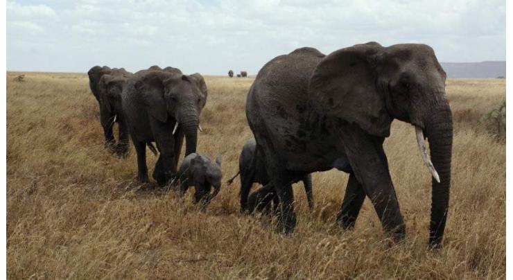 Nine stray elephants electrocuted in Botswana 