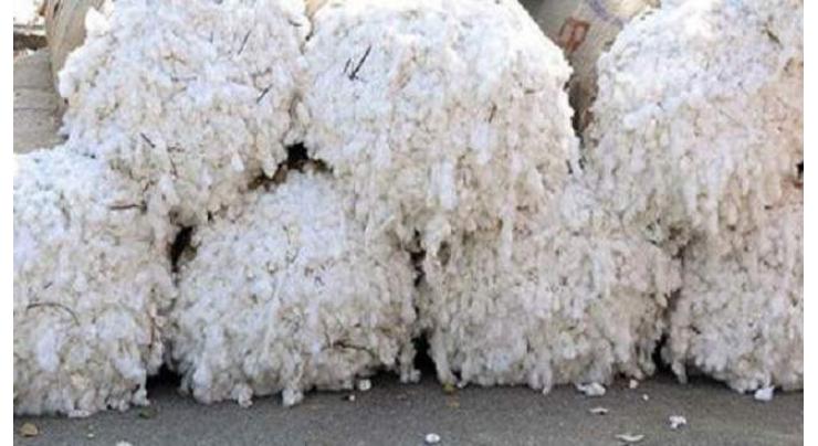 Around 2.365 million cotton bales arrive in local markets 