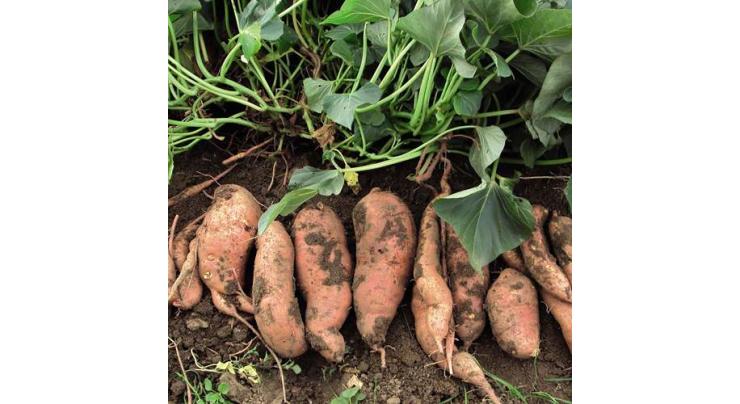 Potato should be cultivated in October: agri experts 