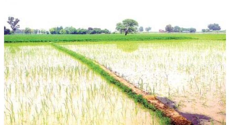 Rice growers stressed to adopt SRP standards to improve yield 
