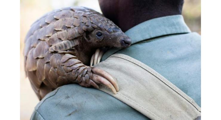 Pangolin trade forces Ghana to look at new wildlife laws 