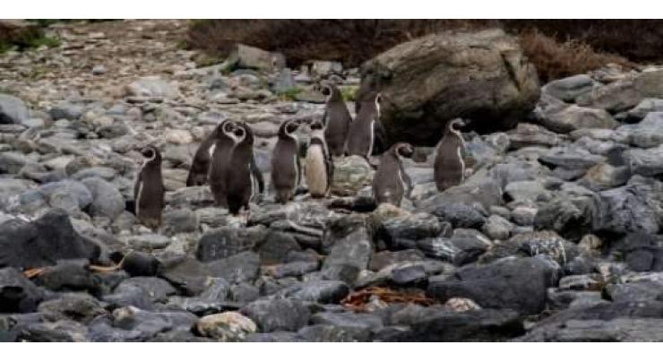 Chile penguins win battle in war against mine 