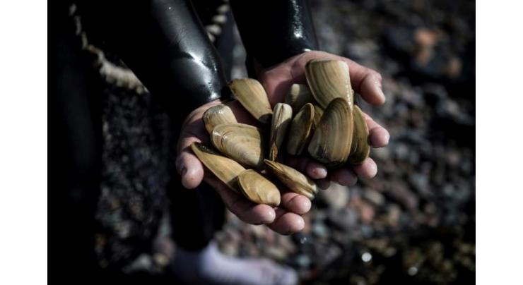 Chile battling to save a favorite macha clam 