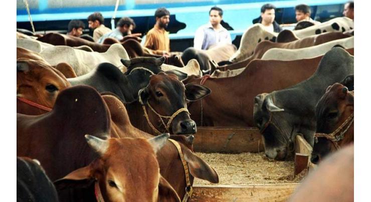 Livestock dept distributes 230 animals among poor widows 
