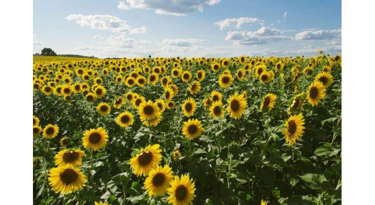 Subsidy for sunflower cultivation 