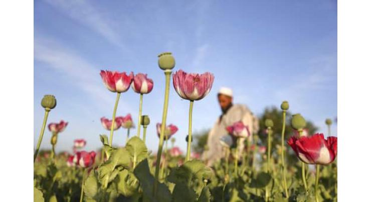 Afghanistan opium production jumps 87 per cent to record level: UN survey 